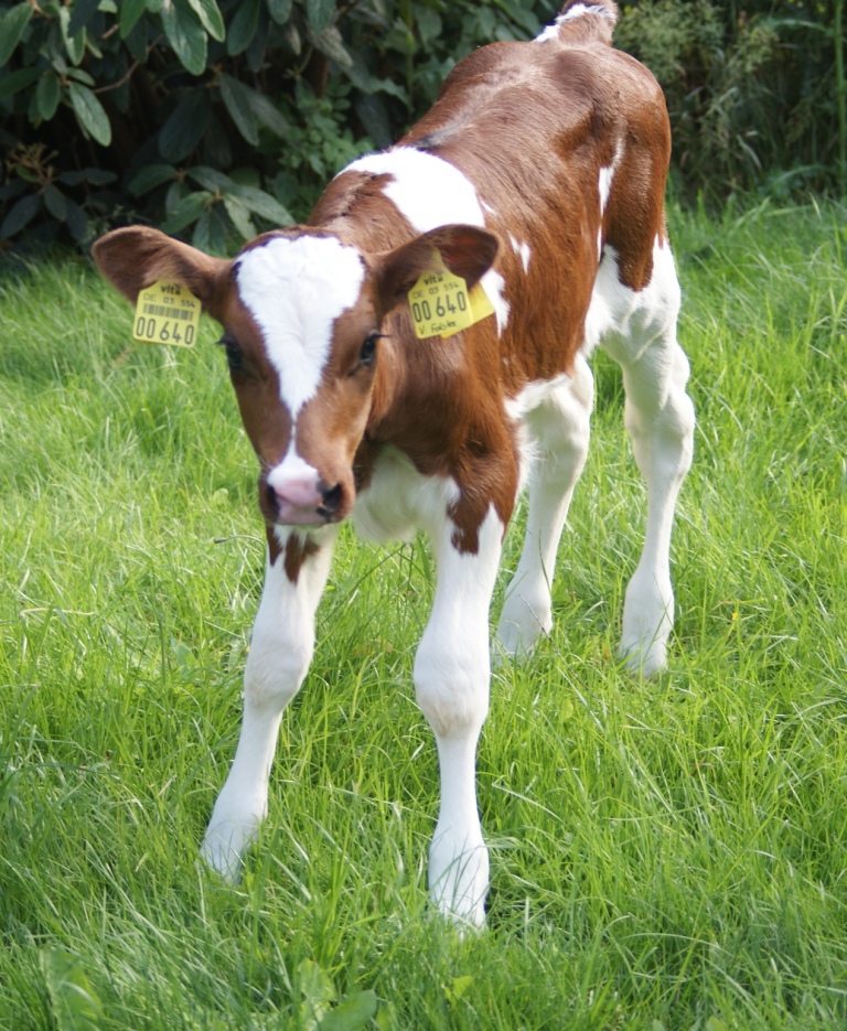 Kalb stehend (S.Spittel 2012)