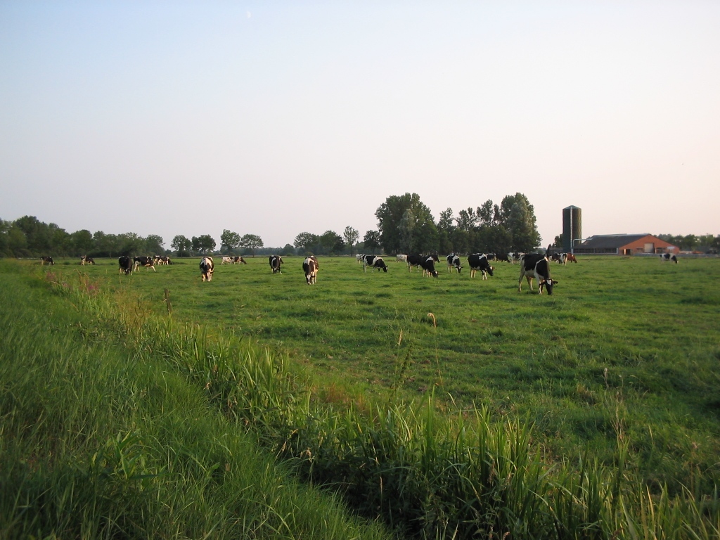 Kuhweide+Stall (E.Bohlsen 2012)