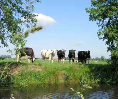 Kuhweide (E. Bohlsen 2012)